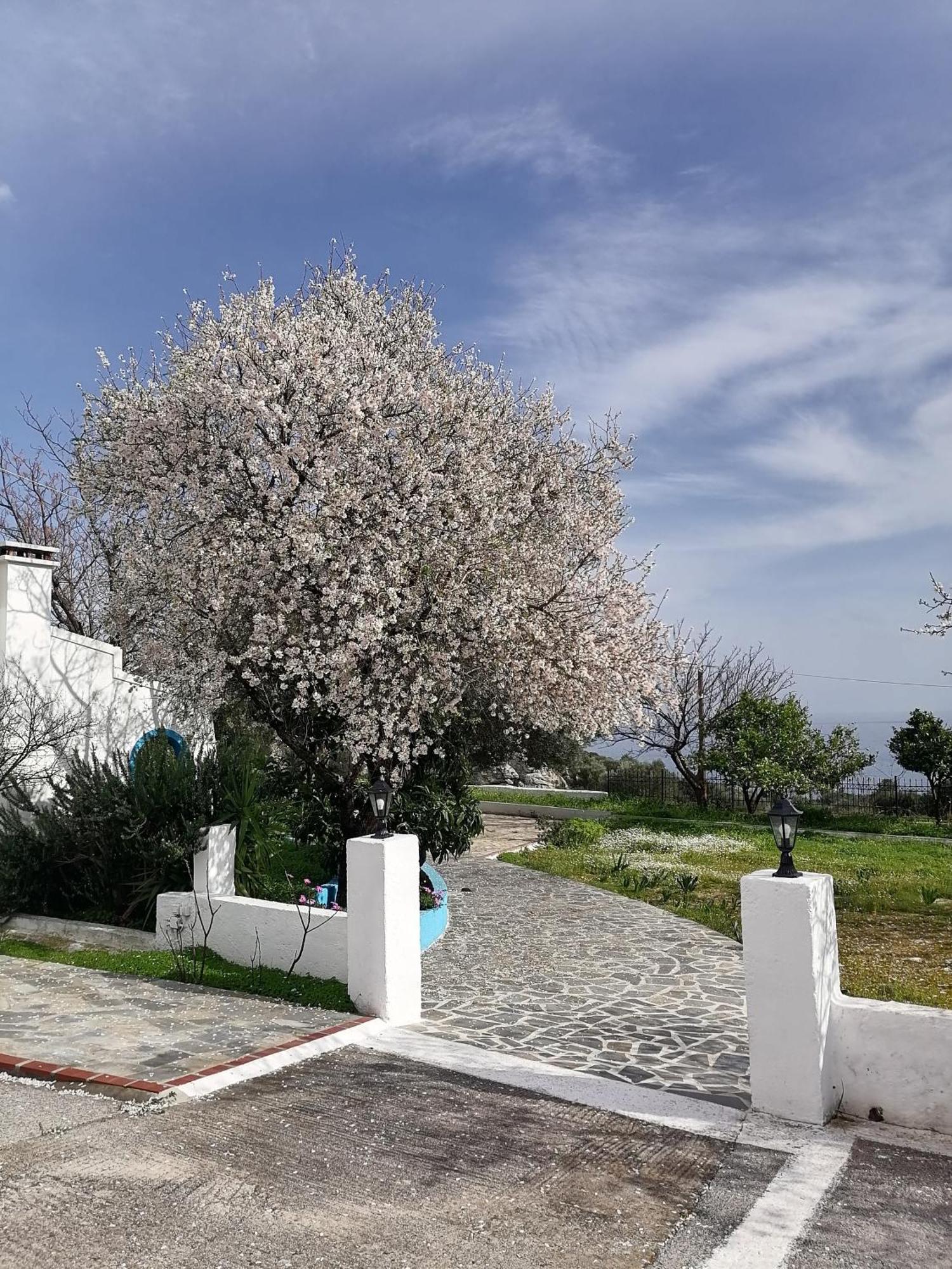 Ioanna Limnionas Samos Apartment